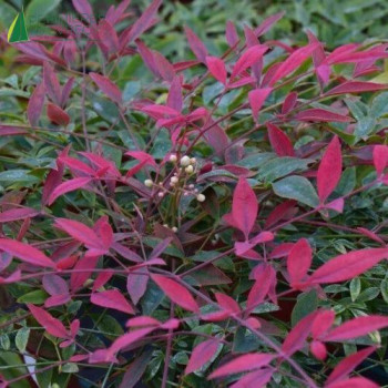 NANDINA domestica Flirt 20/30 Cont.2/2.5 L 