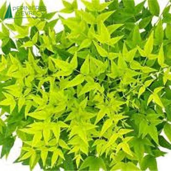 NANDINA domestica Lemon lime 20/30 Cont.2/2.5 L 