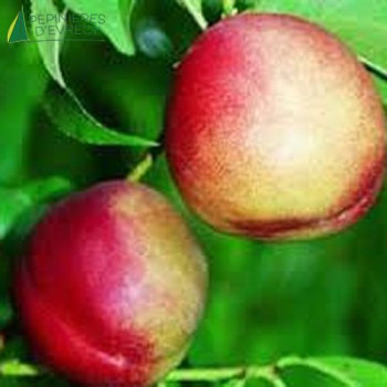NECTARINE Nectarose