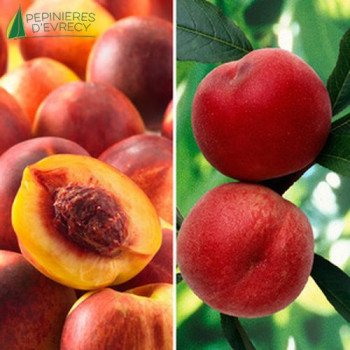 NECTARINE Nectared