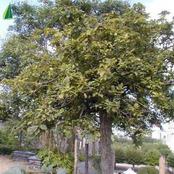 NEFLIER (Mespilus germanica L.)