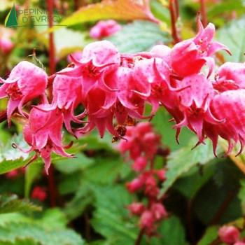 NEILLIA affinis 40/60 Cont.3/4 L 