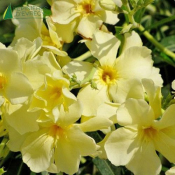 NERIUM oleander Jaune