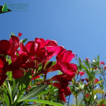 NERIUM oleander Rouge