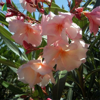 NERIUM oleander Saumon