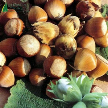 NOISETIER gros fruits Webb s prize cobb (corylus)