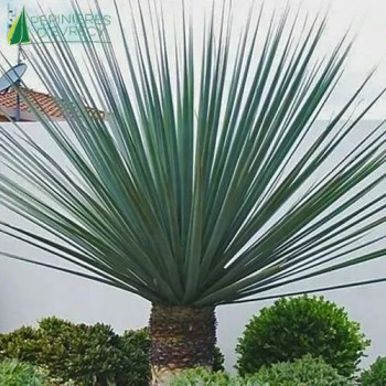 NOLINA nelsonii