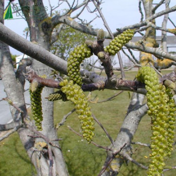 NOYER commun (Juglans Regia)