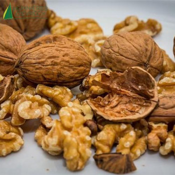 NOYER Bijou  (juglans regia)