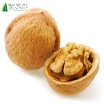 NOYER Lara  (juglans regia)