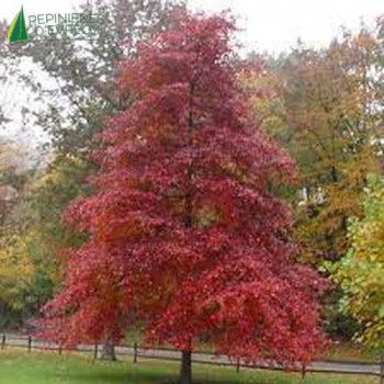 NYSSA Sylvatica 100/125 Cont.5/7.5 L 