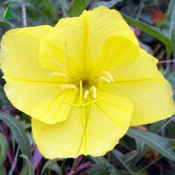 OENOTHERA missouriensis