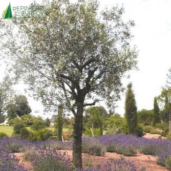 OLEA europaea