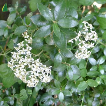 OLEARIA x haastii