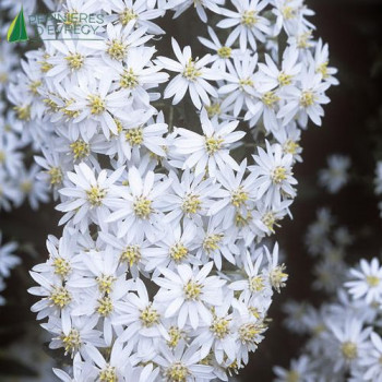 OLEARIA  Scilloniensis