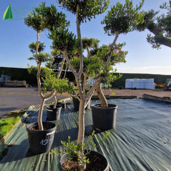 OLEA europaea Ref 19-10