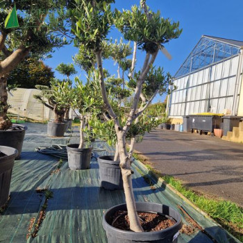 OLEA europaea Ref 19-12