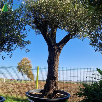 OLEA europaea Ref 49-16