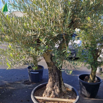 OLEA europaea Ref 49-26