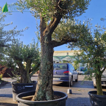 OLEA europaea  Ref 54-10