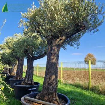 OLEA europaea  Ref 54-15