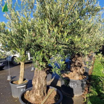 OLEA europaea  Ref 54-20