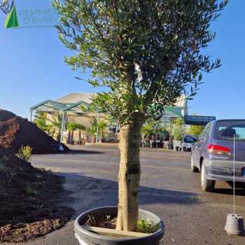 OLEA europaea Ref 18-4