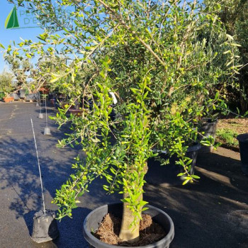 OLEA europaea Ref 19-4