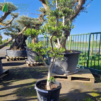 OLEA europaea Ref 19-5