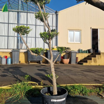 OLEA europaea Ref 19-6