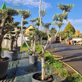 OLEA europaea Ref 19-7