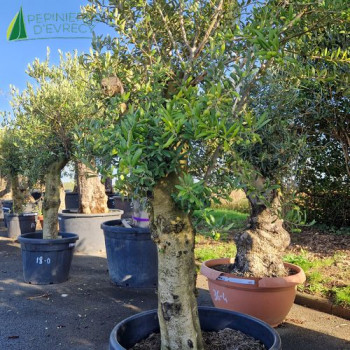 OLEA europaea Ref 19-8