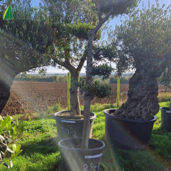 OLEA europaea Ref 28-1