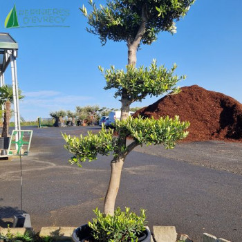 OLEA europaea Ref 28-3
