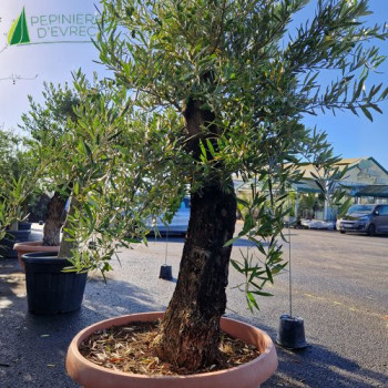 OLEA europaea Ref 29-0