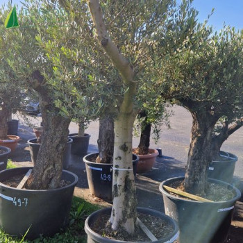 OLEA europaea Ref 39-1