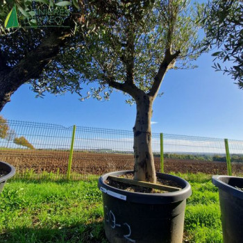 OLEA europaea Ref 39-2