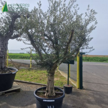 OLEA europaea Ref 39-3   