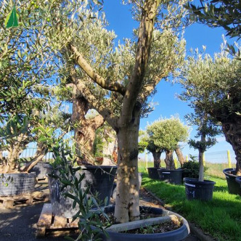 OLEA europaea Ref 39-5