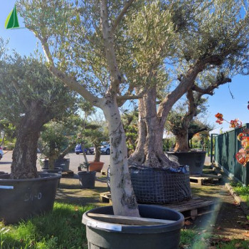 OLEA europaea Ref 39-6