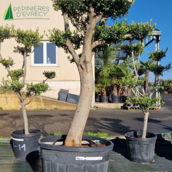 OLEA europaea Ref 44-4