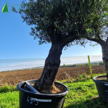 OLEA europaea Ref 49-3