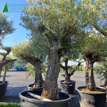 OLEA europaea Ref 49-7