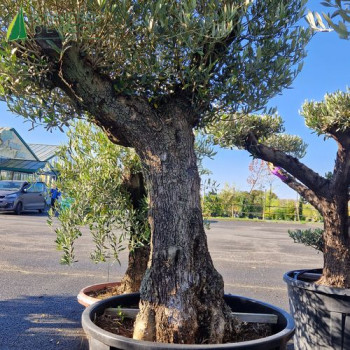 OLEA europaea Ref 49-8