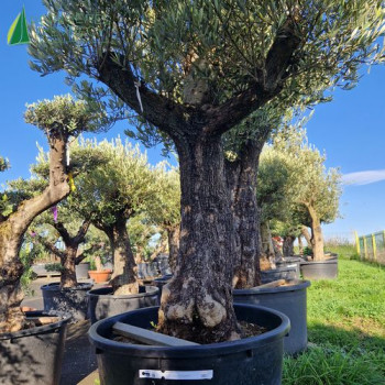 OLEA europaea  Ref 54-5