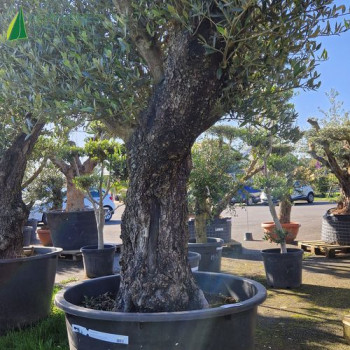 OLEA europaea  Ref 54-0