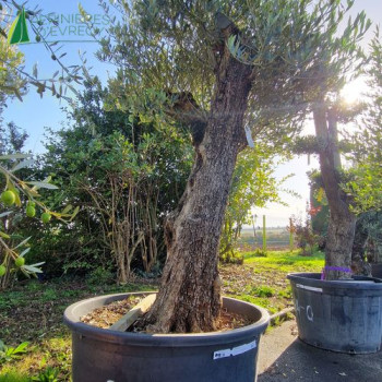 OLEA europaea Ref 59-8