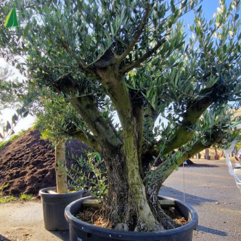 OLEA europaea Ref 59-0