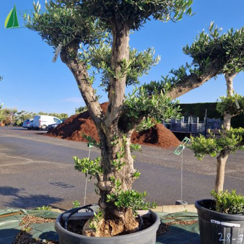 OLEA europaea Ref 64-6