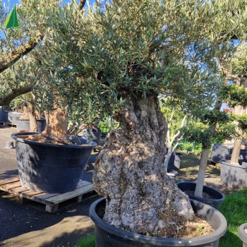 OLEA europaea Ref 69-0